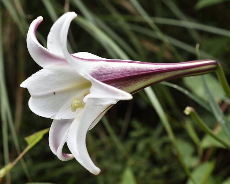 FORMOSA LILY Fragrant Tall White Pink Lilium Formosanum 5 Rare Seeds image 2