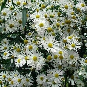 FALSE ASTER Boltonia Asteroides White Fall Showy Hardy Perennial 30 Seeds image 2