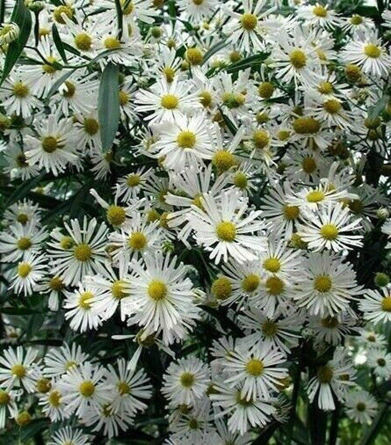 FALSE ASTER Boltonia Asteroides White Fall Showy Hardy Perennial 30 Seeds image 2