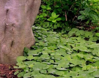 WILD GINGER CANADIAN Asarum Canadense Native Wildflower Perennial, 10 Seeds