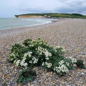 SEA KALE Crambe Maritima Unique Unusual Hardy Perennial 3 Large Seeds image 7