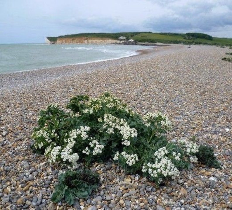 SEA KALE Crambe Maritima Unique Unusual Hardy Perennial 3 Large Seeds image 7