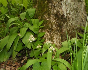 WILD LEEK Allium Tricoccum Hardy Perennial Woodland Native Shade 10 Seeds