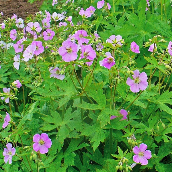 WILD GERANIUM Hardy Perennial Geranium maculatum, 5 Rare Seeds