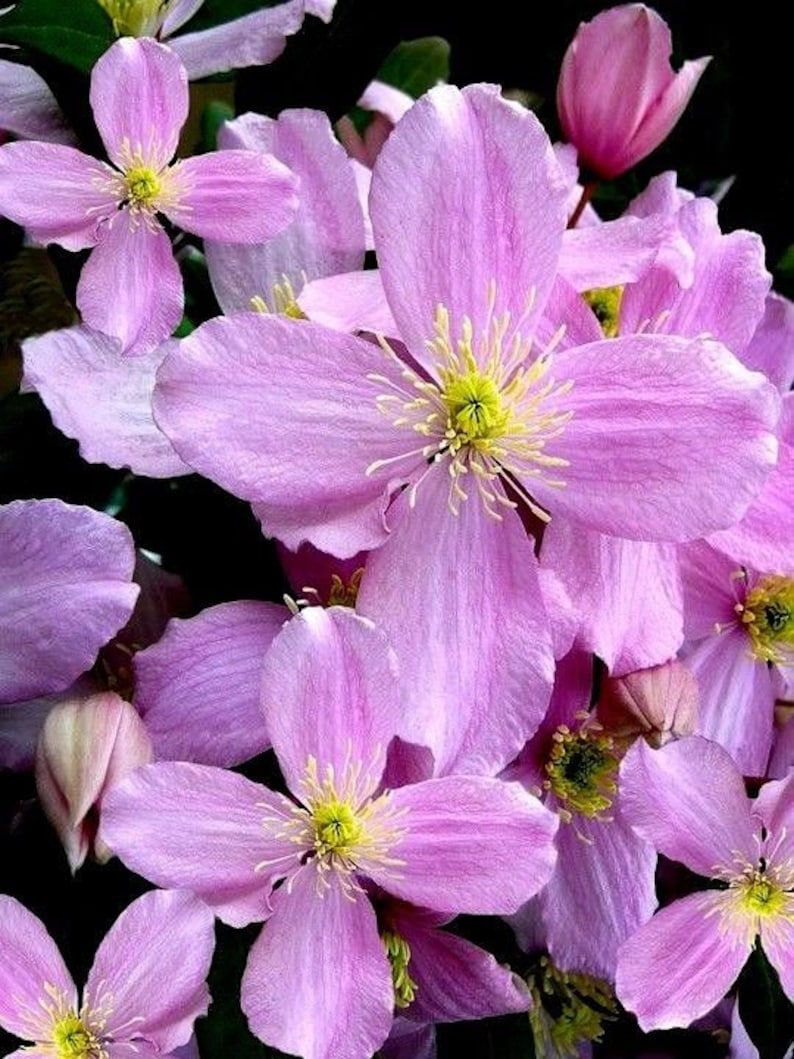 FRAGRANT MIX CLEMATIS Scented Montana Perennial Vine Climbing Etsy