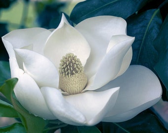 SOUTHERN MAGNOLIA Bull Bay Hardy Magnolia grandiflora Tree Shrub Large Flowers Flowering, 5 Rare Seeds