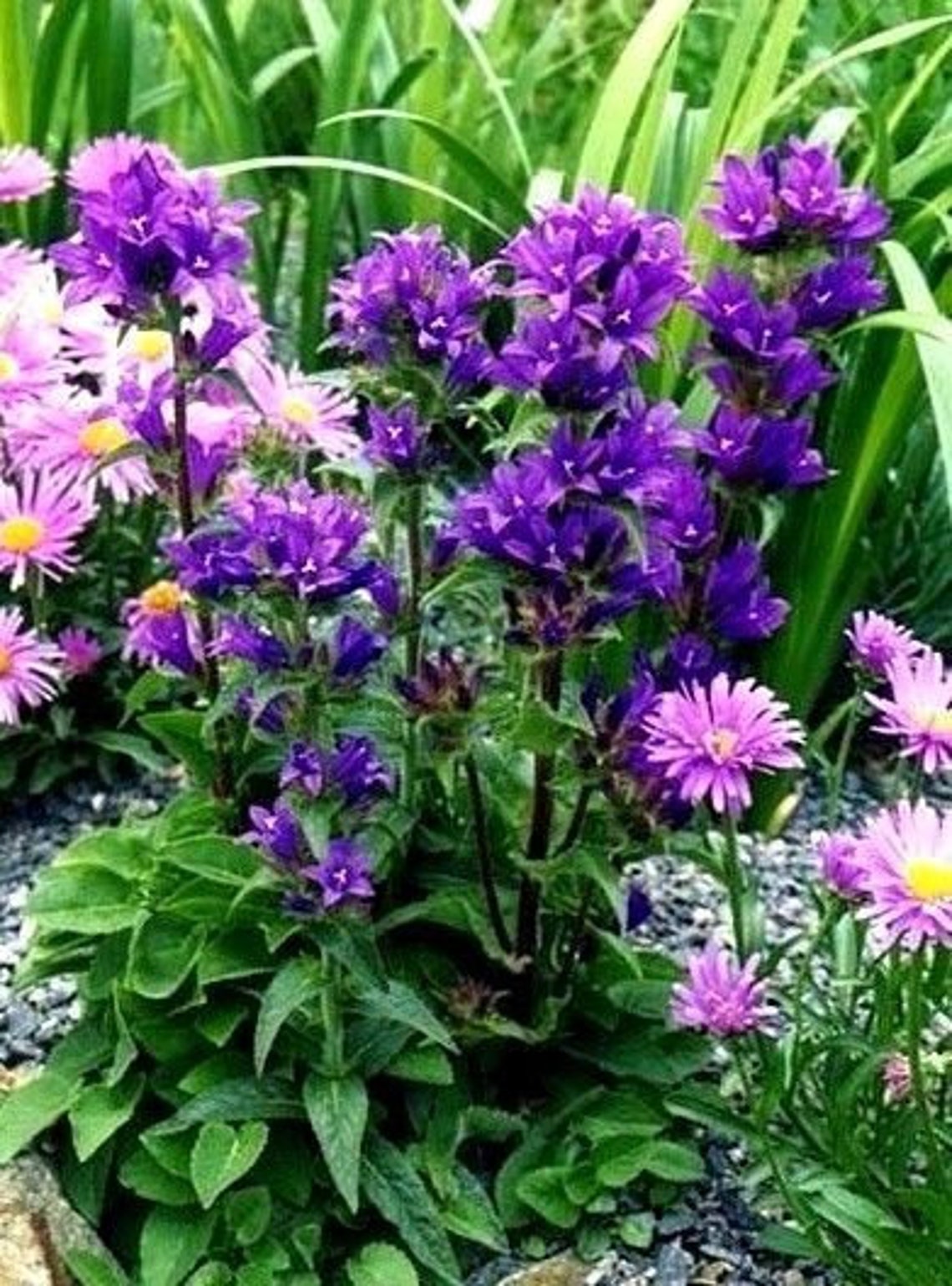 GIANT CLUSTERED BELLFLOWER Campanula Glomerata Perennial 20 Etsy