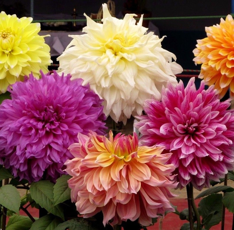 LARGE DOUBLE DAHLIA Dinnerplate Giant Huge Tall Grandiflora 10 Etsy