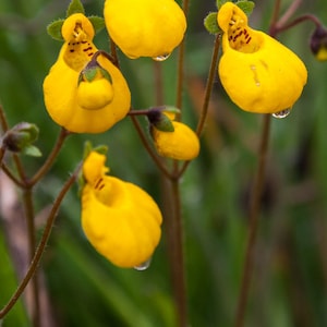 GOLDCAP PURSE SLIPPER Lady's Alpine Compact Calceolaria Biflora Hardy Perennial, 20 Seeds image 1