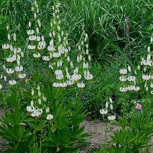 WHITE TURK'S CAP Lily Lilium Martagon Michigan Wildflower Mortagon Lillium 5 Rare Seeds image 2