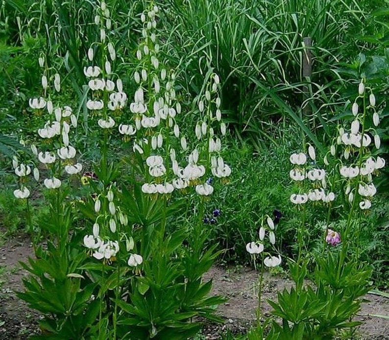 WHITE TURK'S CAP Lily Lilium Martagon Michigan Wildflower Mortagon Lillium 5 Rare Seeds image 2