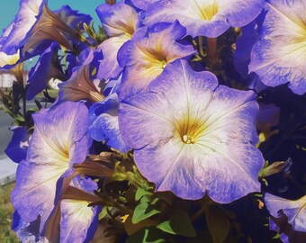 PETUNIA 'BLUE MORN' Annual Multi Colour Purple White Azure Flower, 5 pelleted seeds