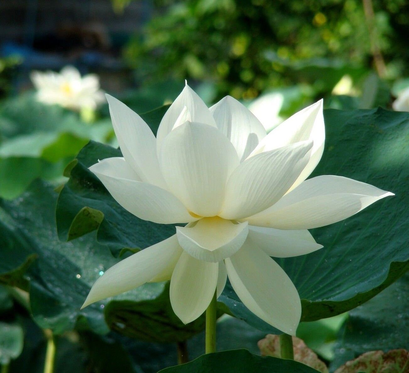 Nelumbo Nucifera 'Alba Grandiflora' White Lotus (Bare Root