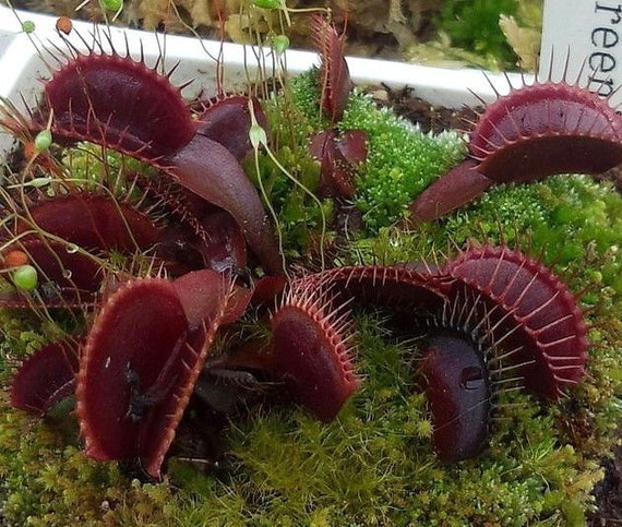 plante carnivore Dionaea muscipula 2020 25 graines fraîches -25 fresh seeds plante carnivore Dionaea muscipula 2020 25 graines fraîches -25 fresh seeds