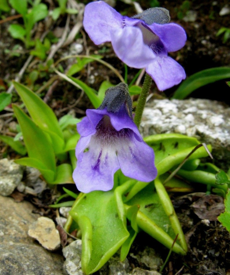Hardy BUTTERWORT PINGUICULA Vulgaris Cute Carnivorous Outdoor Etsy Canada