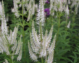 WHITE CULVER'S ROOT Veronicastrum Virginicum, Hardy Native Perennial, 50 Seeds