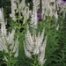 see more listings in the Perennials section