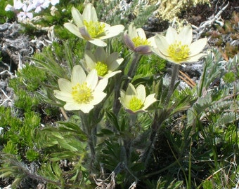 WESTERN ANEMONE Pulsatilla occidentalis Native Hardy Perennial White Flower, 10 Seeds