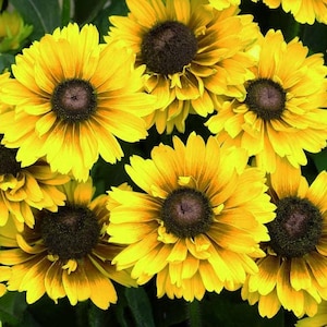 RUDBECKIA 'GOLDILOCKS' Rudbeckia hirta, 20 seeds