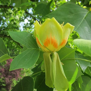 TULIPPIER Liriodendron Tulipifera Arbre rustique ! Shade Tall Large Native, 10 grosses graines