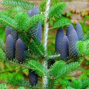 KOREAN FIR Blue Cones Abies Koreana Tree 10 Seeds image 2