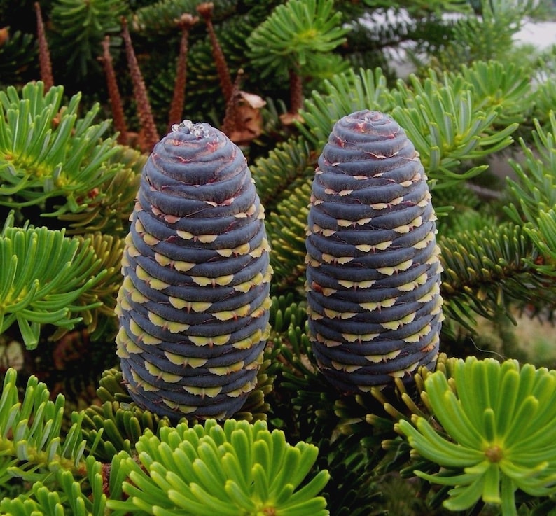 KOREAN FIR Blue Cones Abies Koreana Tree 10 Seeds image 3