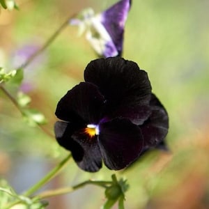 BOWLES BLACK PANSY Spring Cool Perennial, 20 Seeds