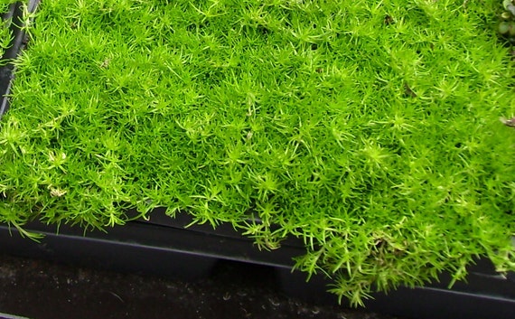 Perennial 300 seeds IRISH MOSS Heath Pearlwort Lawn Sagina subulata