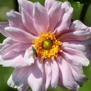 Double Pink ANEMONE PAMINA Japanese Perennial, 25 Seeds