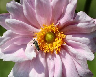 Double Pink ANEMONE PAMINA Japanese Perennial 20 Seeds - Etsy 日本