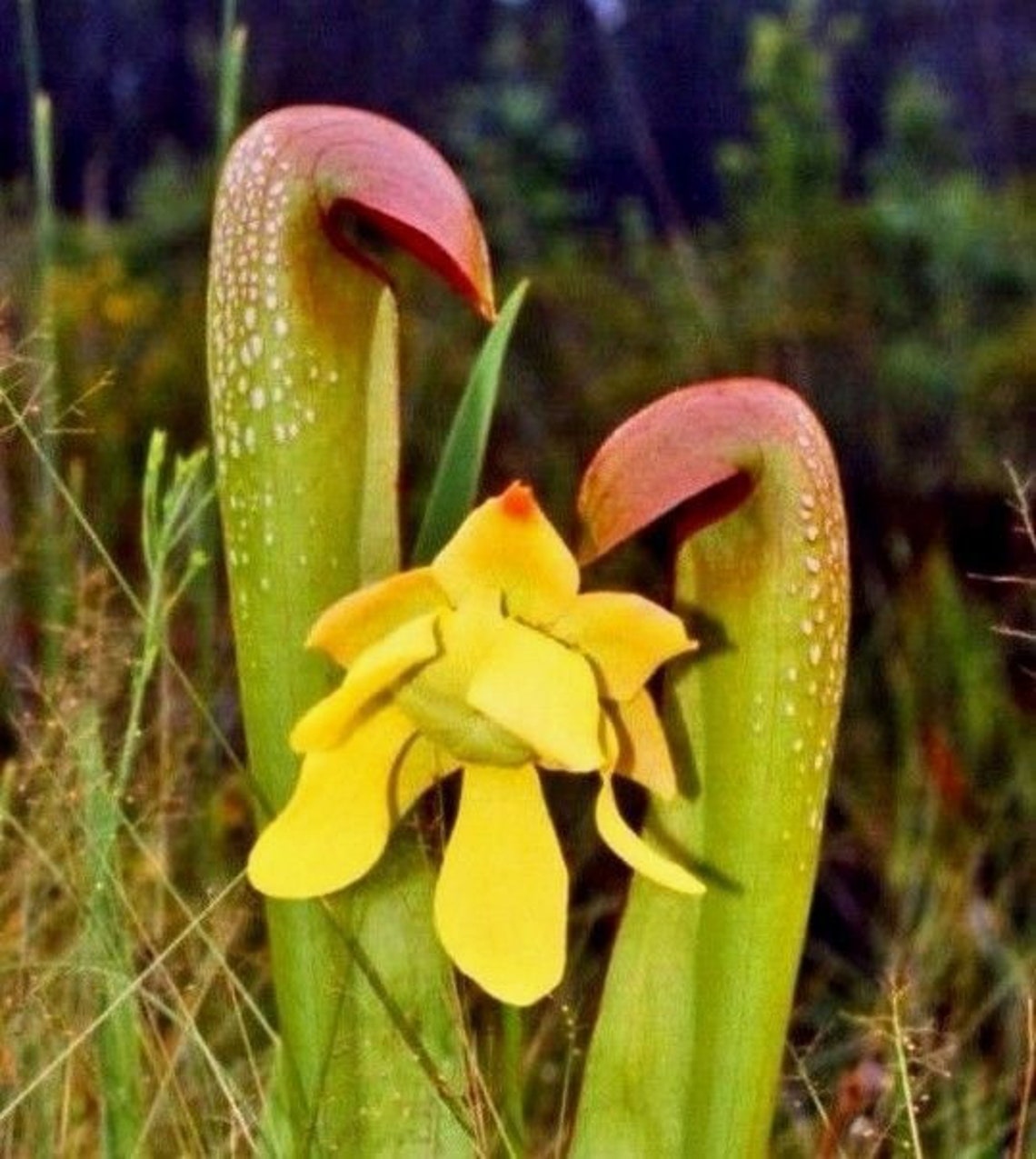 GIANT HOODED PITCHER Plant Up To 4 Feet Tall Sarracenia Etsy