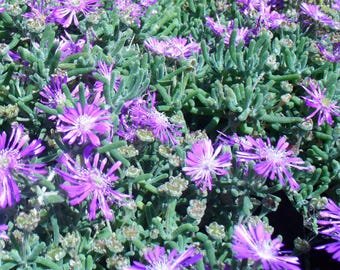 PERENNIAL BLUE Ice Plant Livingstone Daisy Delosperma Mix Dry Hot Iceplant, 50 Seeds