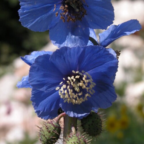 BLUE POPPY Meconopsis Racemosa Himalayan Papaver, 10 Rare Seeds