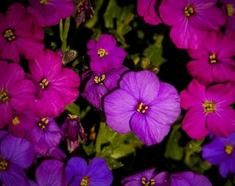 RED Cascading ROCK CRESS Hanging Trailing Aubrieta Pink Perennial, 20 Seeds