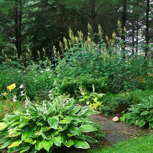 Huge PLUME POPPY Macleaya Cordata Giant Tall Hardy Perennial 15 Seeds image 5