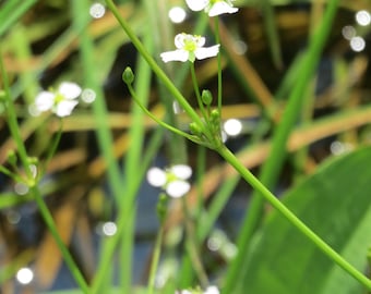 WATER PLANTAIN Alisma plantago-aquatica Perennial 100 Seeds