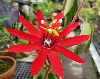 PASSION FLOWER VINE Passiflora vitifolia, 3 Seeds