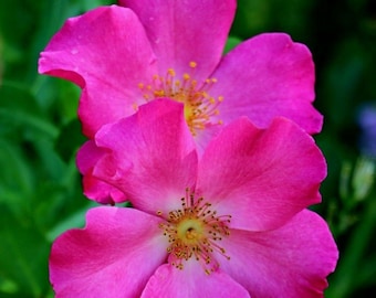 PRAIRIE WILD ROSE Rosa Arkansana Hardy Native Shrub Wildflower, 10 Seeds