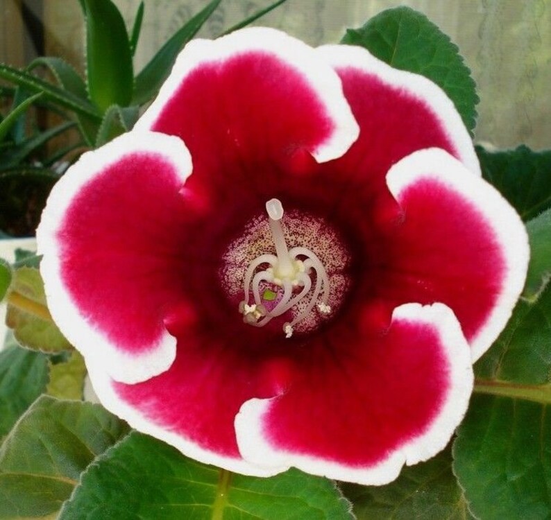 GLOXINIA EMPRESS MIX Houseplant Easy Houseplant Sinningia Speciosa, 10 Seeds image 4