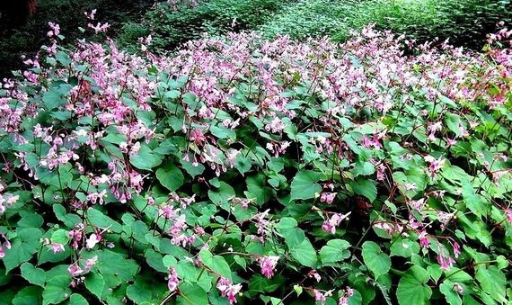 BEGONIA RESISTENTE Grandis Evansiana Rosa Tuberosa Perenne - Etsy México