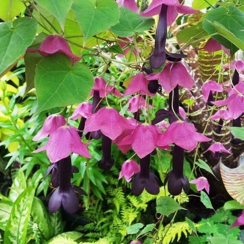 PURPLE BELL VINE Chocolate Rhodochiton Atrosanguineus, 10 Seeds