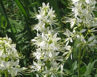 WHITE GAS PLANT Dictamnus Flammable! Burning Bush Perennial Fireweed, 5 Rare Seeds