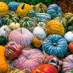 May include: A selection of pumpkins and gourds in various colours and sizes, including orange, green, white, and blue. Some of the pumpkins have intricate patterns and textures.