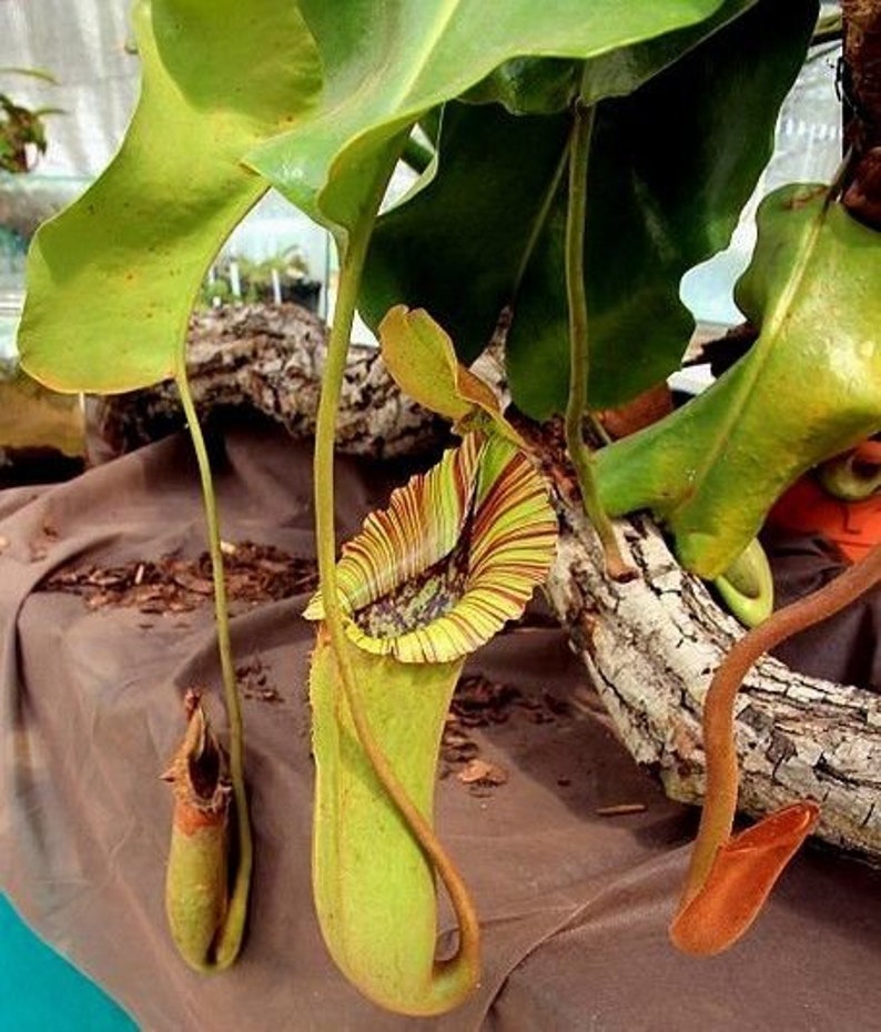 PITCHER PLANT Nepenthes Truncata Carnivorous Trailing