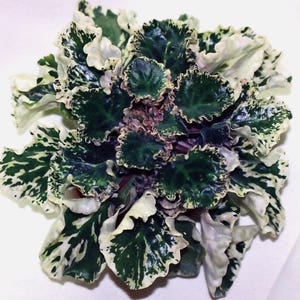 VARIEGATED AFRICAN VIOLET Saintpaulia Popular House Plant Easy 10 Seeds image 6