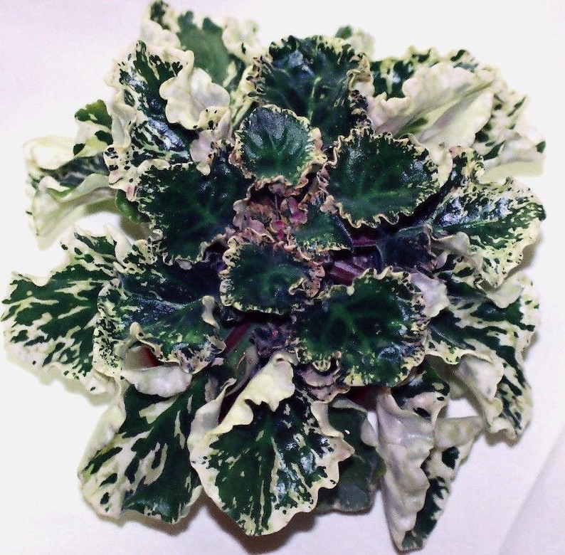 VARIEGATED AFRICAN VIOLET Saintpaulia Popular House Plant Easy 10 Seeds image 6