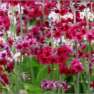 JAPANESE PRIMROSE Primula Japonica Hardy Perennial, 10 Seeds zdjęcie 1