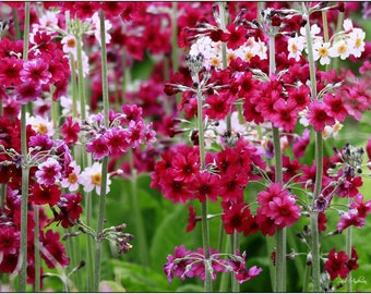 JAPANESE PRIMROSE Primula Japonica Hardy Perennial, 10 Seeds