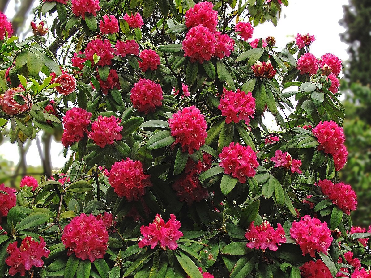 Rhododendron arboreum