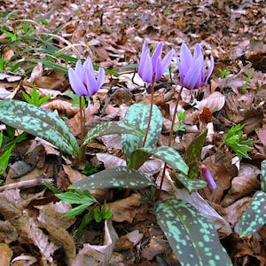 PINK TROUT LILY Dog's Tooth Violet Erythronium Dens-Canis Perennial, 10 Rare Seeds image 3